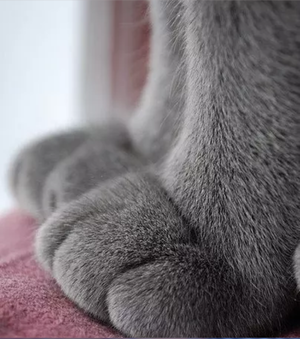  Kitty paws! 🐾