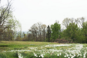  Meadow