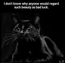  Quote Pertaining To Black बिल्ली