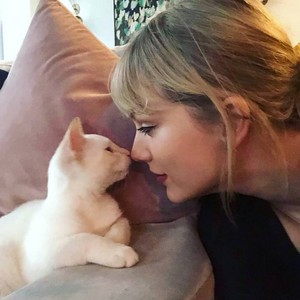  TAYLOR cepat, swift AND WHITE kucing
