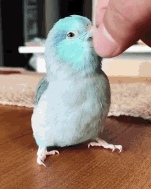  cuty bird
