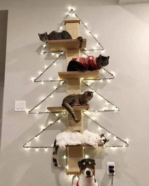  4 CATS AND DOGS XMAS