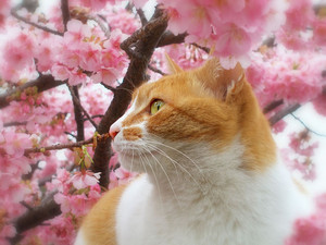 cereja Blossom Cat 🦋