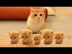  Cute Kitties