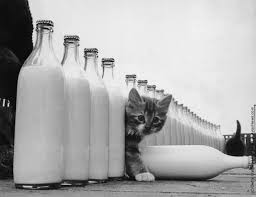  牛奶 For Kitty