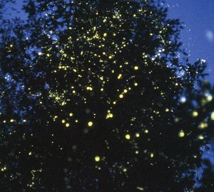  Puerto Princesa Fireflies
