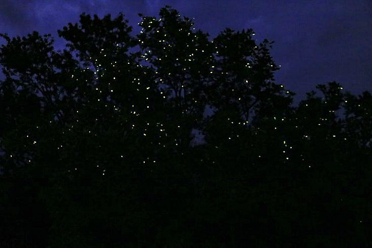 Puerto Princesa Fireflies