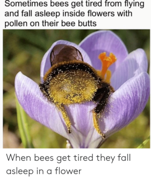  When bees get tired