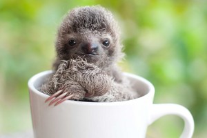  sloths ❤
