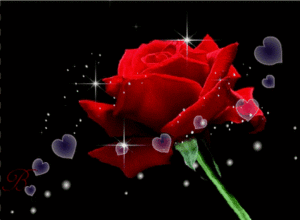 A Beautiful Red Rose for a Beautiful Person (Like You)