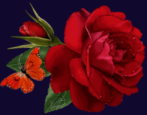 A Beautiful Red Rose for a Beautiful Person (Like You) [with a Beautiful Butterfly]