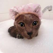  Bathtime For Kitty