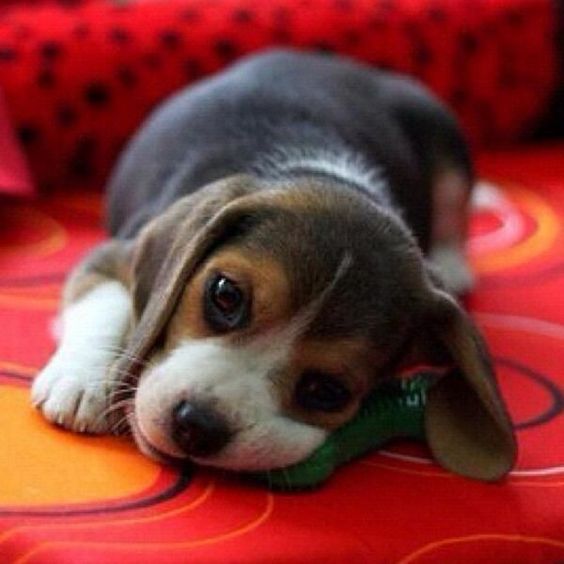 Beagle puppies🐶❤ 