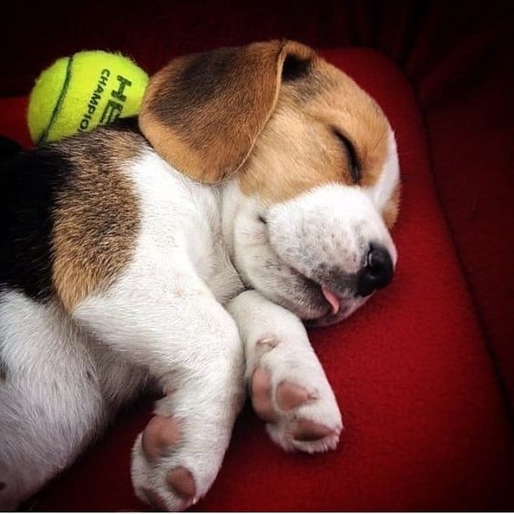 Beagle puppies🐶❤ 