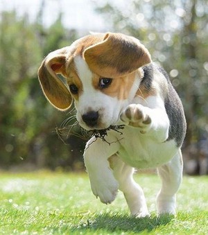  brak, beagle puppies🐶❤
