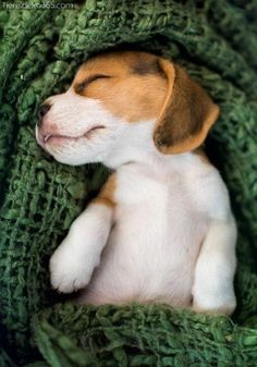  bigle, beagle puppies🐶❤
