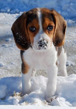  chó săn nhỏ, beagle puppies🐶❤