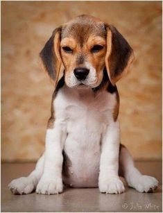  beagle puppies🐶❤