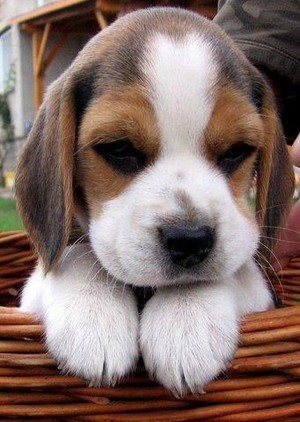 Beagle puppies🐶❤