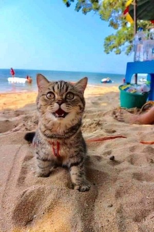  बिल्ली ON THE समुद्र तट