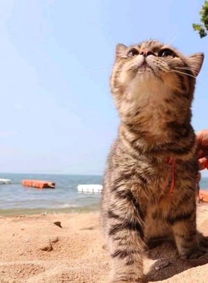  猫 ON THE 海滩