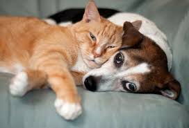  Cat And Dog Lying On The পালঙ্ক