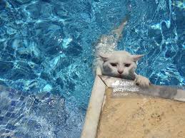  Cat Swimming
