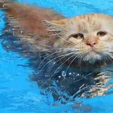  Cat Swimming