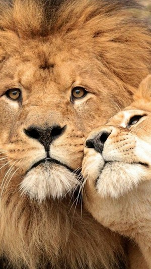  Lions couple❤