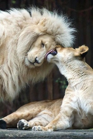  Lions couple❤