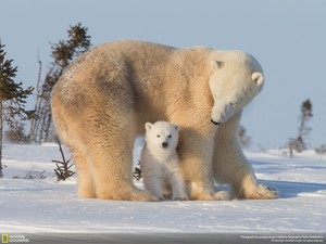 Mother And Cub