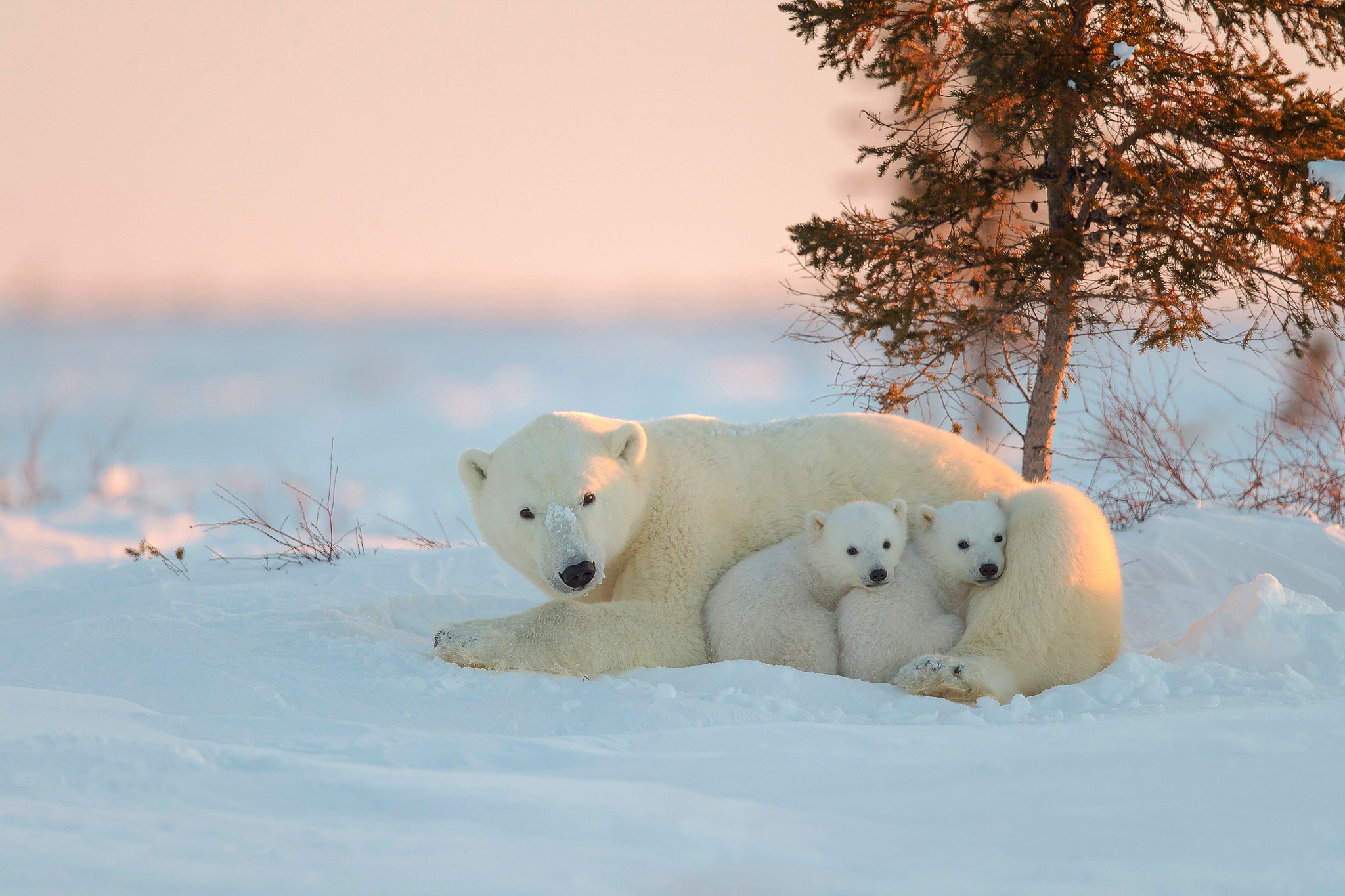 Mother And Cubs