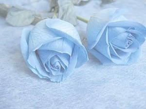  Pastel Roses