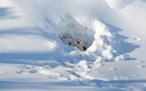  Polar kubeba Cubs