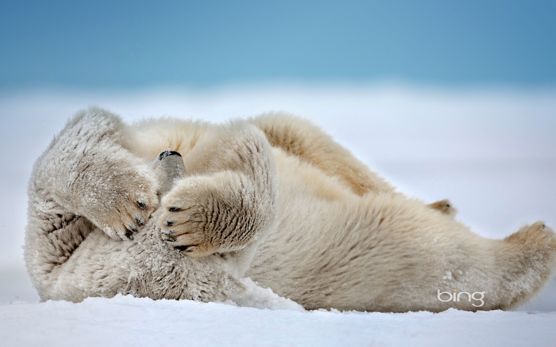 Polar Bear Ursus maritimus rolling in the snow Beaufort Sea Arctic Coast Alaska