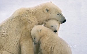 Polar Bear mother and cubs near Hudson Bay Canada
