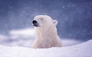  Polar beruang near Hudson teluk, da? Churchill Manitoba Canada