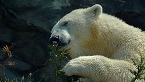  Polar urso