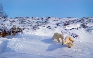  Polar menanggung, bear cubs playing Hudson bay Canada
