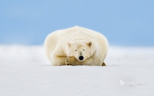  Polar ours on a barrier island in the Beaufort Sea Arctic National Wildlife Refuge Alaska