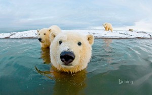  Polar bears Arctic National Wildlife Refuge Alaska