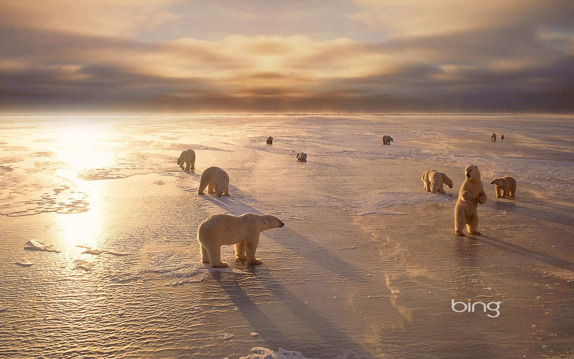 Polar bears near Churchill Manitoba Canada