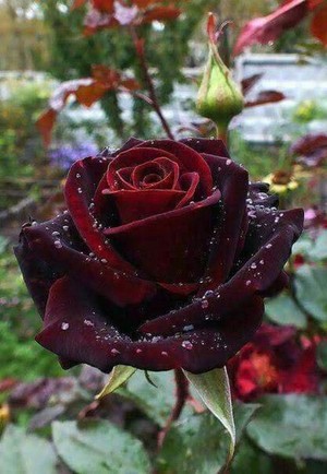 Red rosas for my Kachannie queenie!!!🌹❤