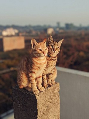  cute gatos