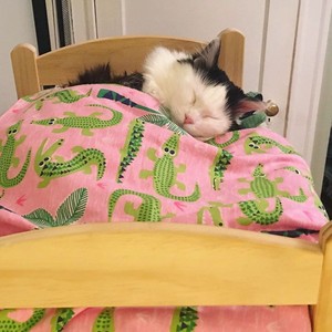  Catnapping In बिस्तर