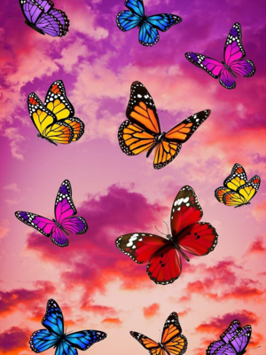  papillons