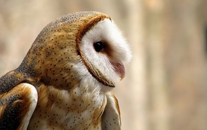  谷仓 Owl