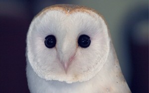  納屋 Owl
