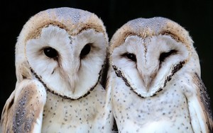  खलिहान Owls