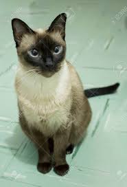  Beautiful Siamese Cat